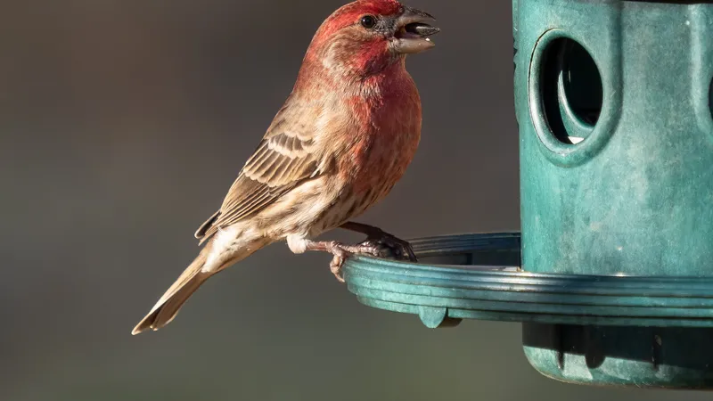 House Finch (Haemorhous mexicanus)