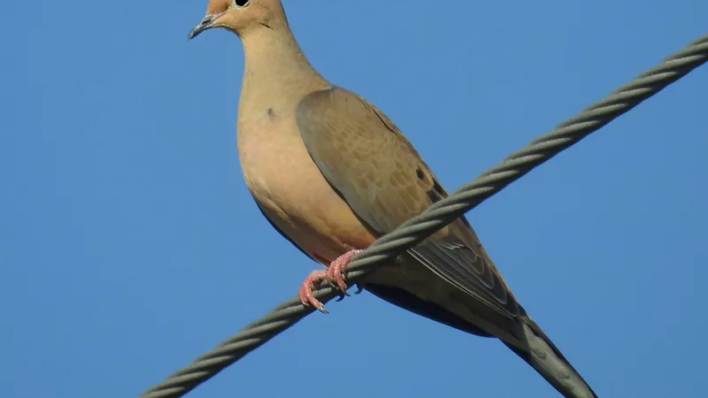 Mourning Dove (Zenaida macroura)