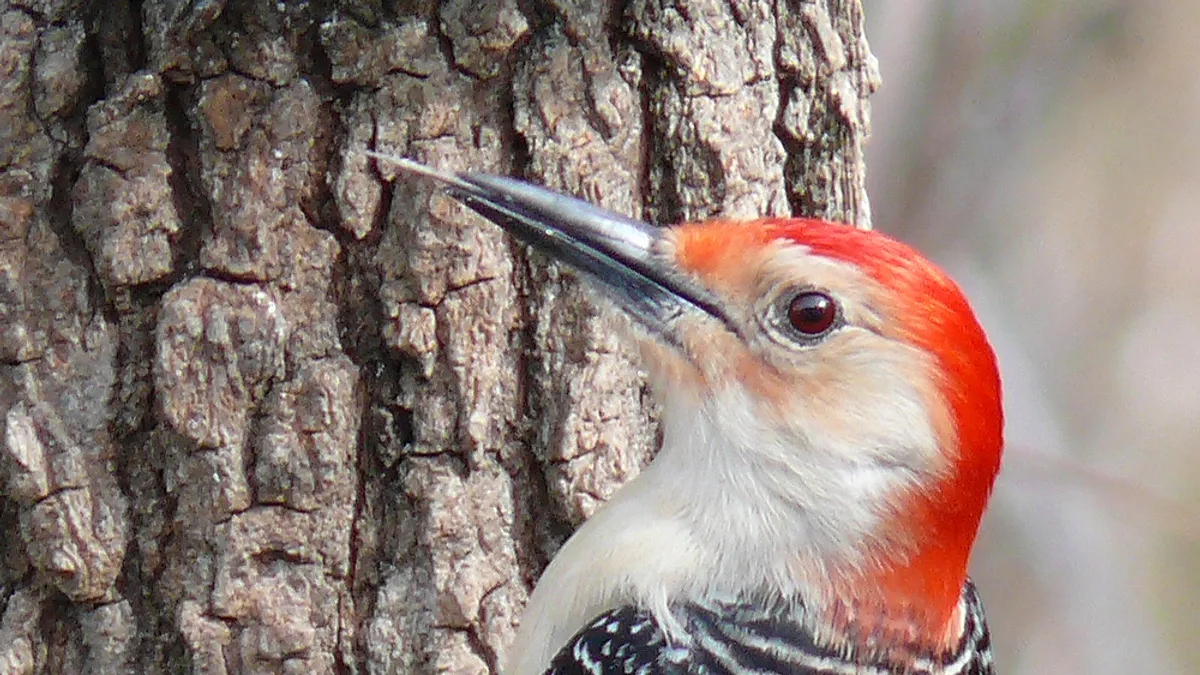 Red-bellied Woodpecker (Melanerpes carolinus)