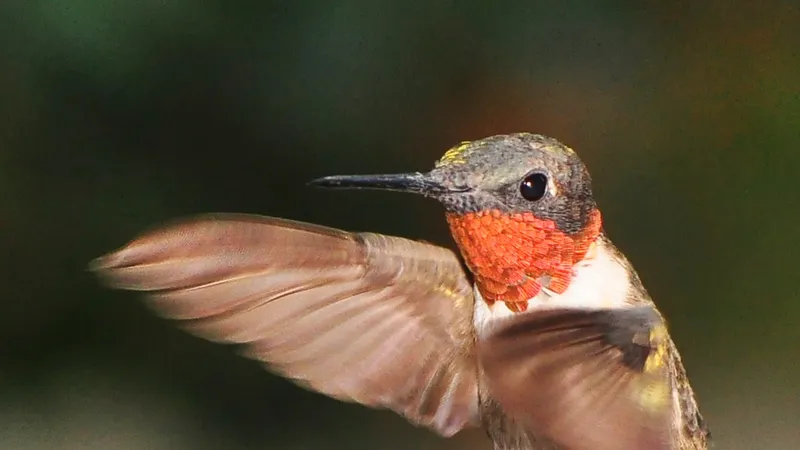 Ruby-throated Hummingbird (Archilochus colubris)