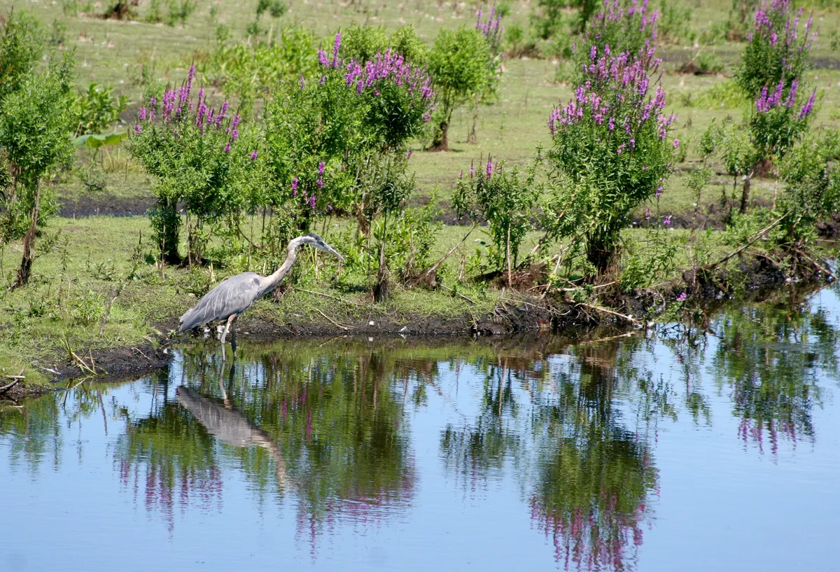 Great Blue Heron standing at the water's edge, showing the long legs and widely spaced toes that allow wading in shallow water