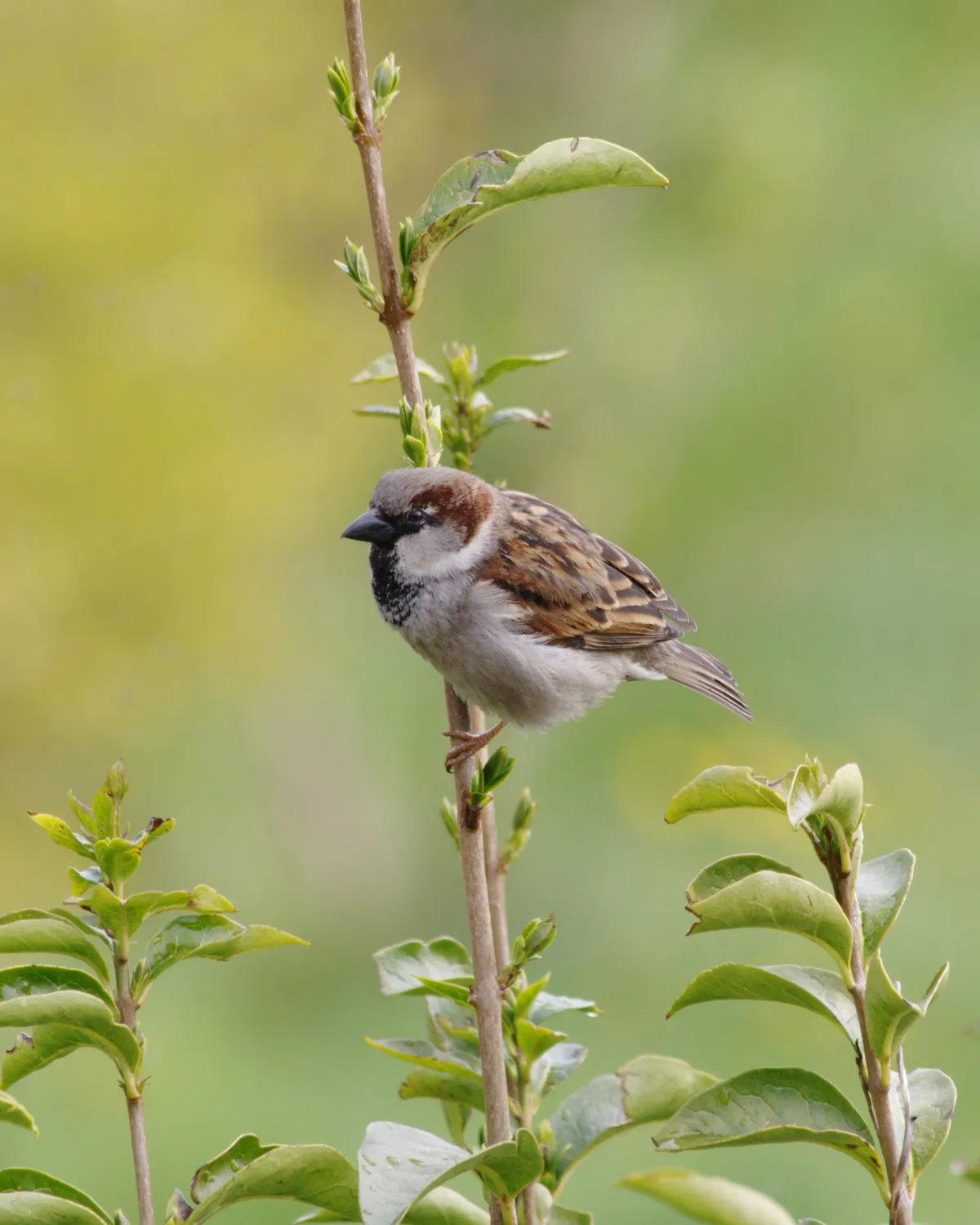 House sparrow perching on a branch, showing the classic anisodactyl foot arrangement with three toes forward and one backward