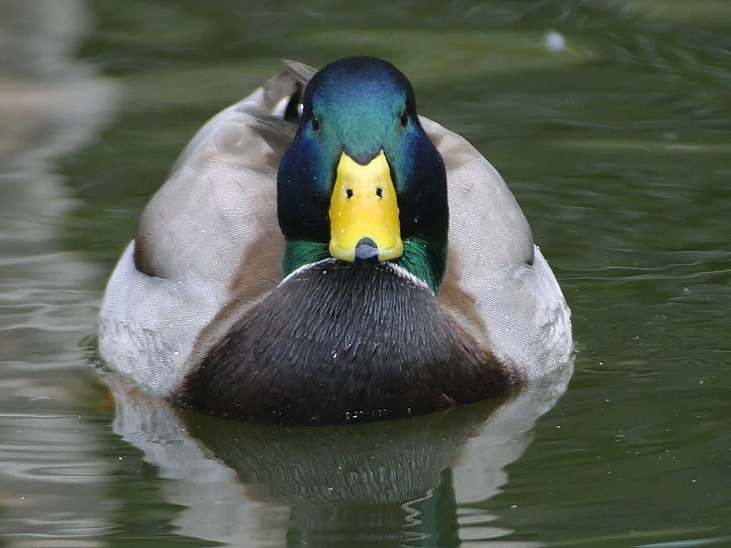 Mallard duck close-up showing the wide flat bill and palmate webbed feet adapted for swimming