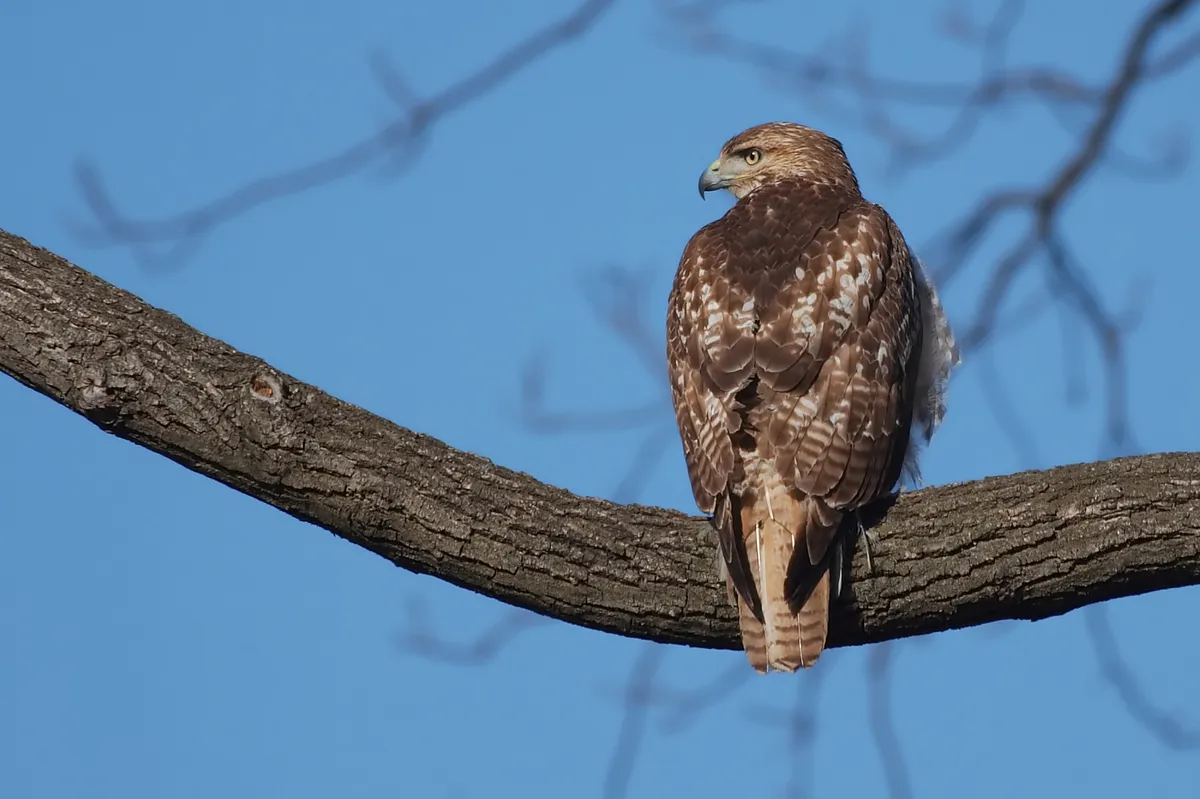 Red-tailed hawk, a raptor with powerful taloned feet built for seizing and gripping prey