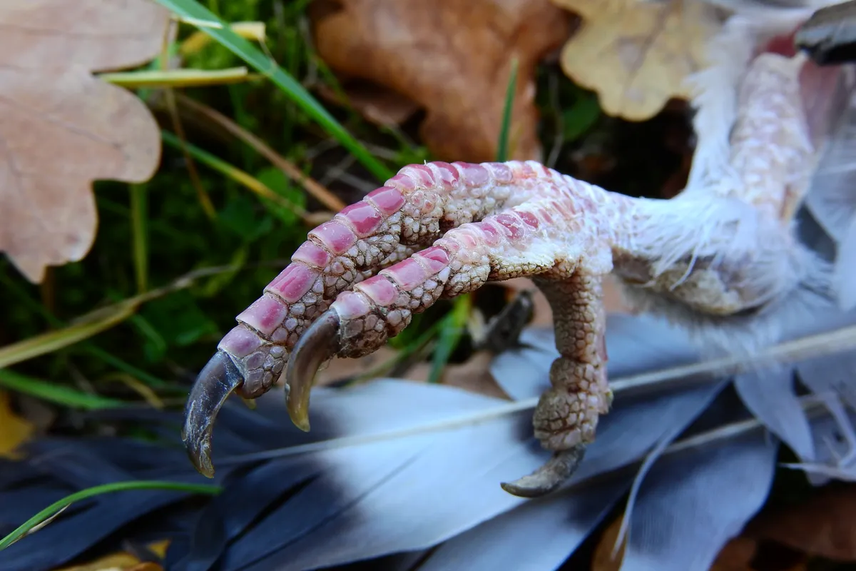 Close-up of a zygodactyl bird foot showing two toes pointing forward and two pointing backward